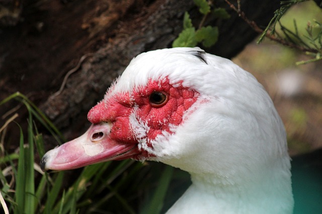 他们有望在 他们有望在