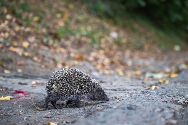 一線隊的中 一線隊的中